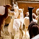 Farmház Scuderia Della Valle *